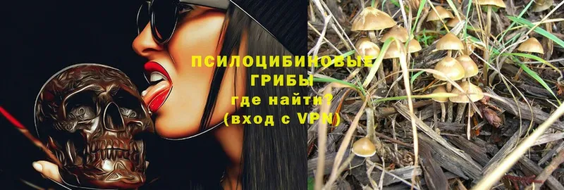 Псилоцибиновые грибы Psilocybe Камбарка